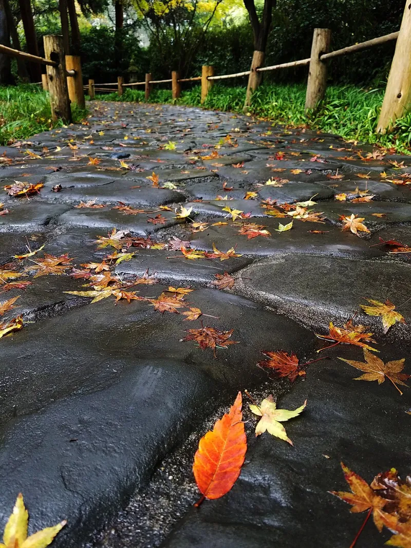 Into the Green Silence: How Japan's Forest Bathing Practice Is Quietly Healing America